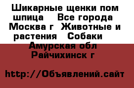 Шикарные щенки пом шпица  - Все города, Москва г. Животные и растения » Собаки   . Амурская обл.,Райчихинск г.